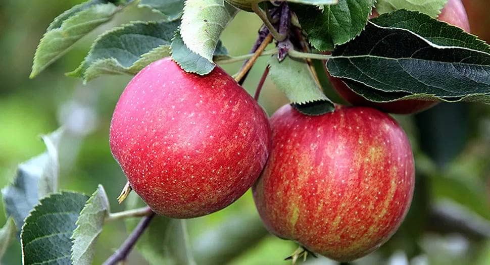 Rote Äpfel aus dem Moriss Sortiment
