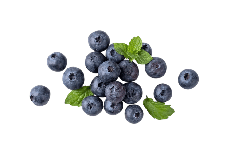 Frische Blaubeeren von den Moriss Obstplantagen