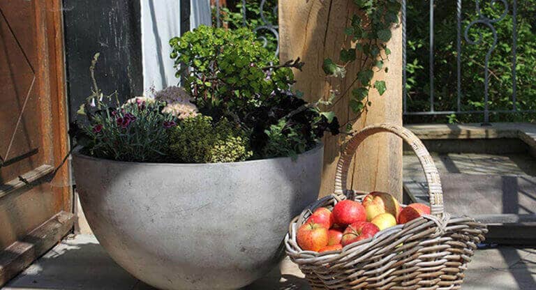 Erntezeit: Frische Äpfel direkt vom Baum