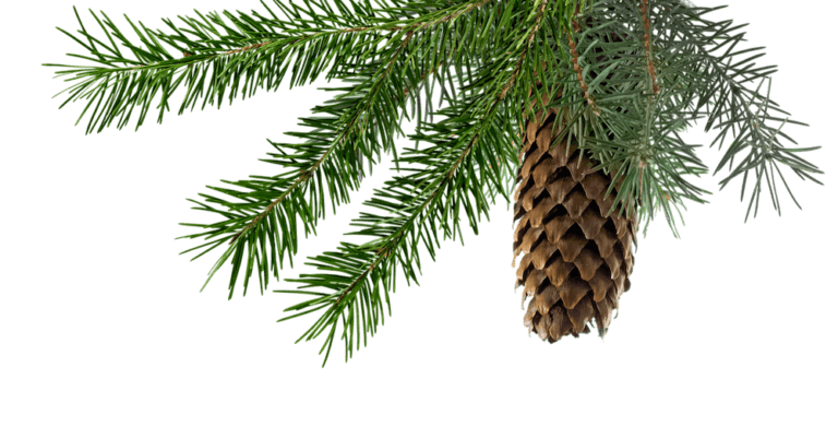 Weihnachtskränze selber binden: Unser Workshop im Advent