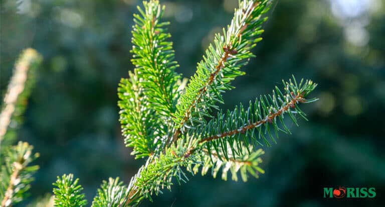 Weihnachtsbäume 2026: Jetzt selber schlagen oder vorbestellen